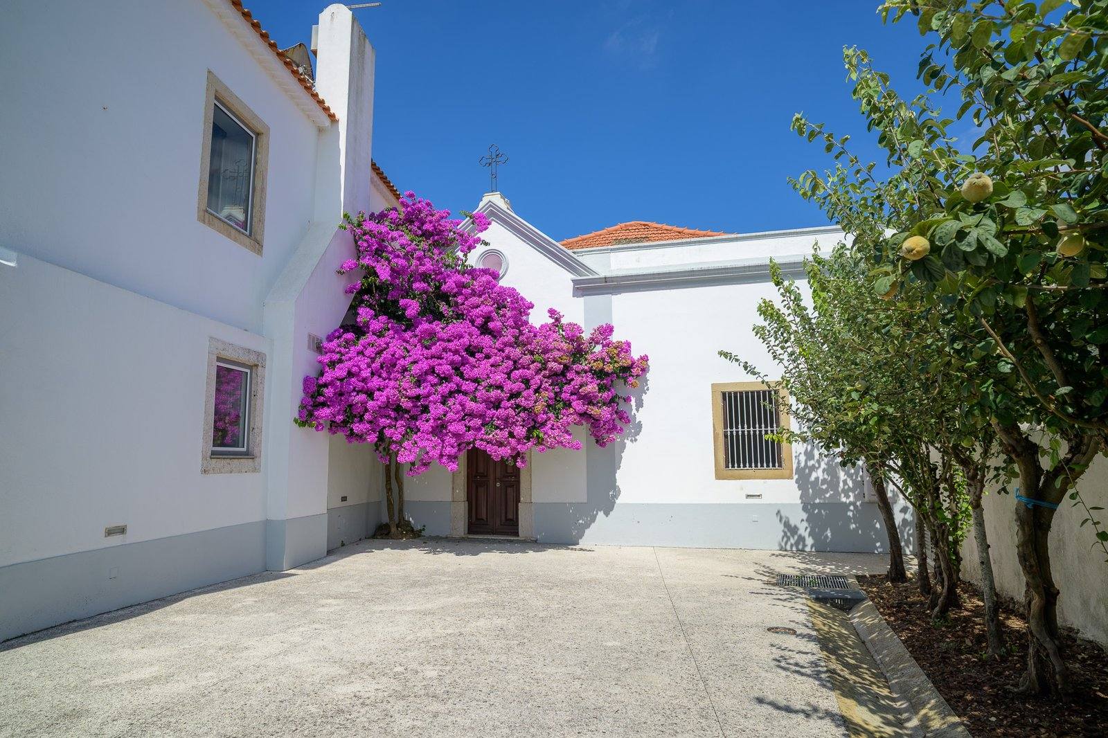 Bougainvillea