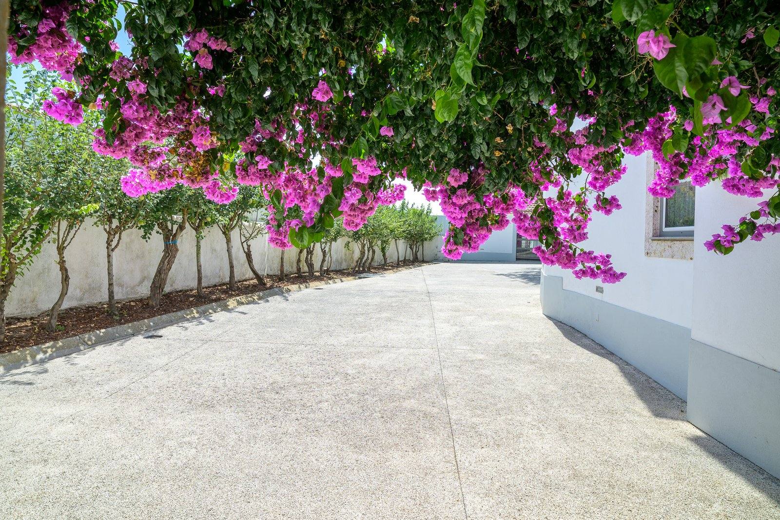 Bougainvillea walkway
