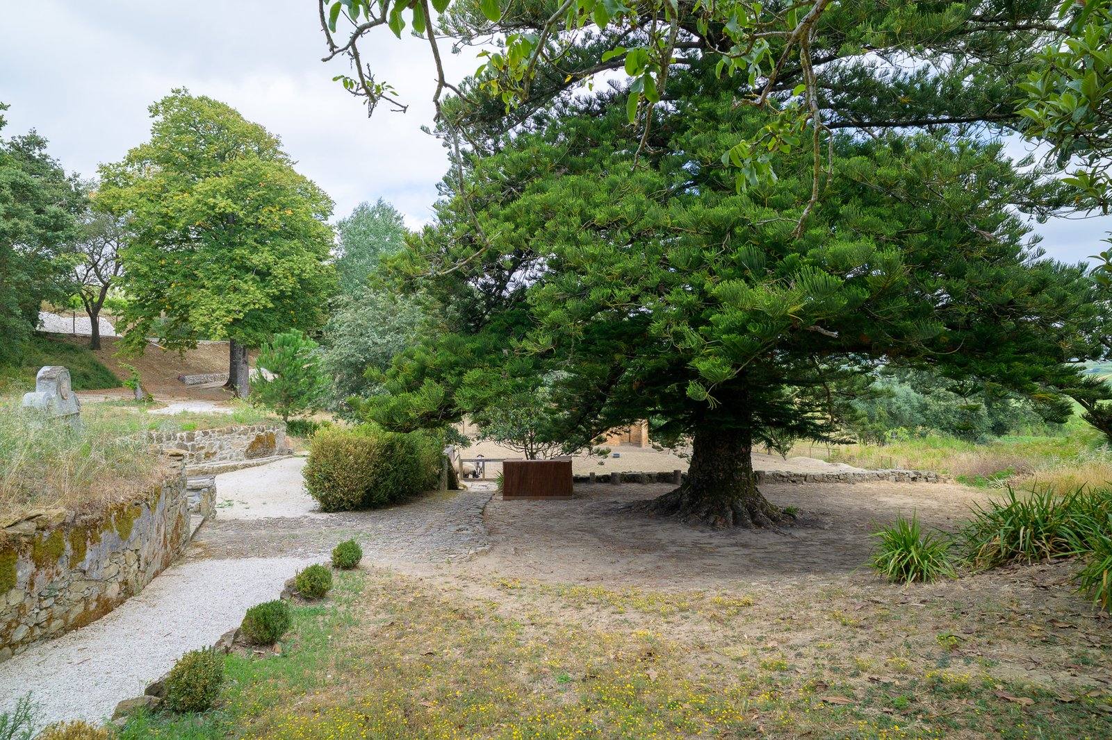 The great tree