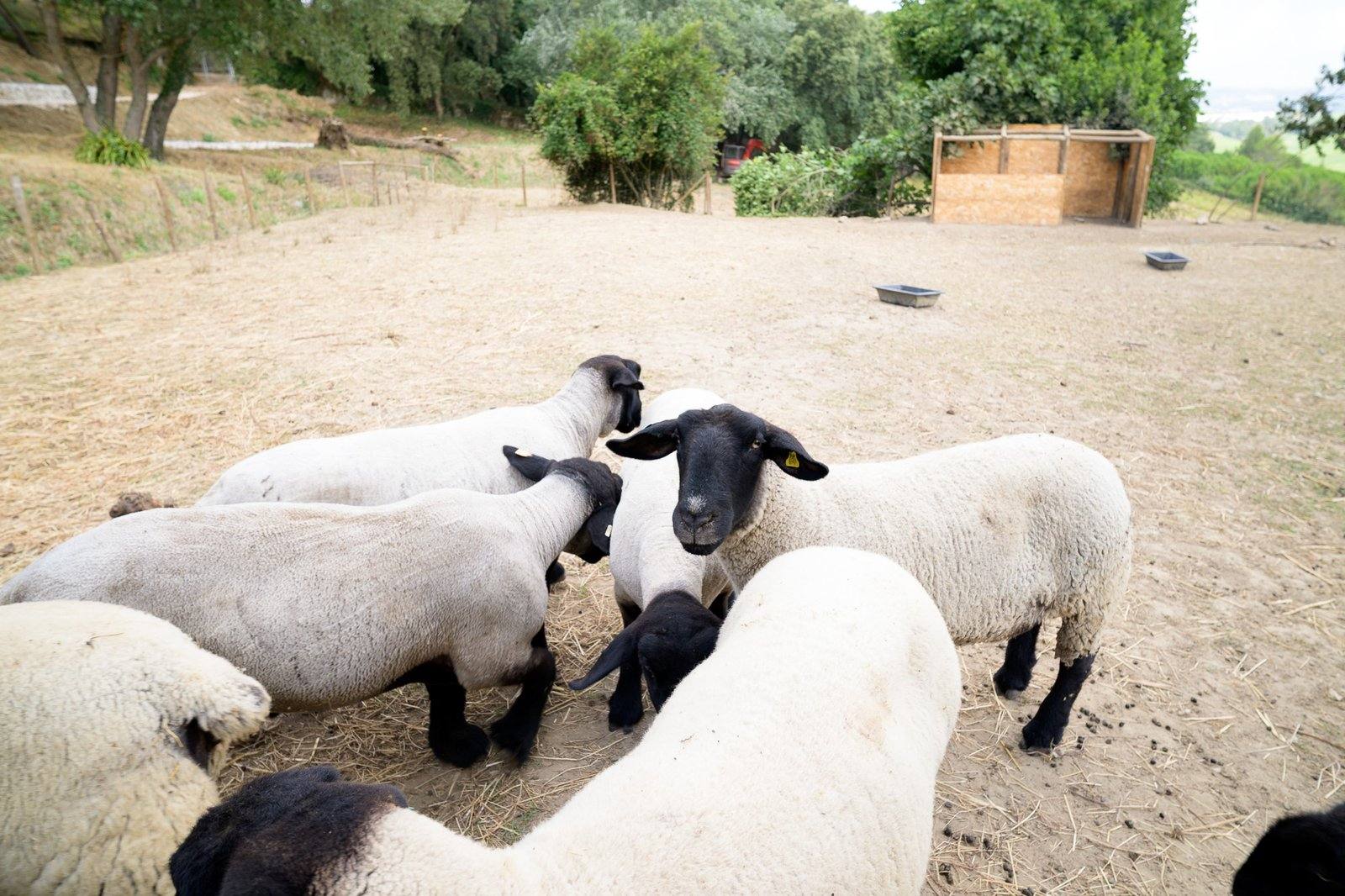 Lambs