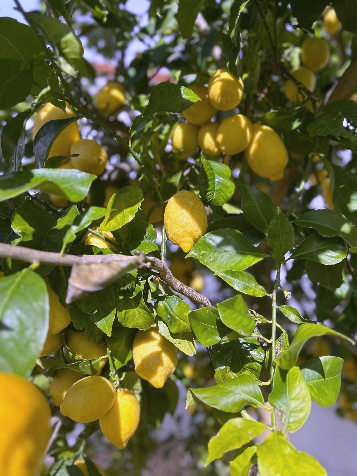 Lemons