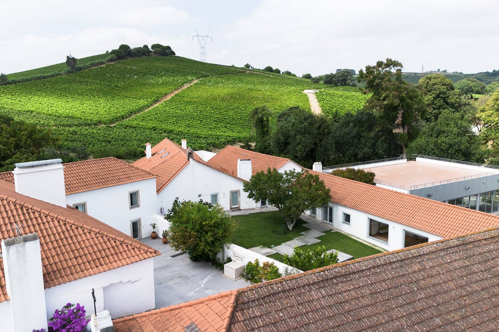 Rooftops and vineyard