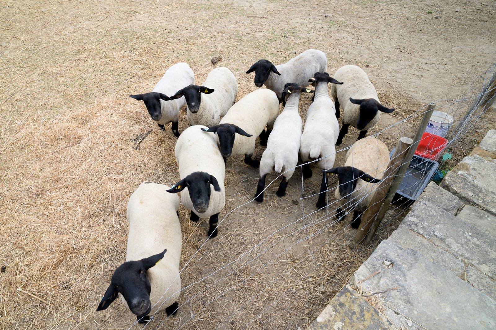 The flock