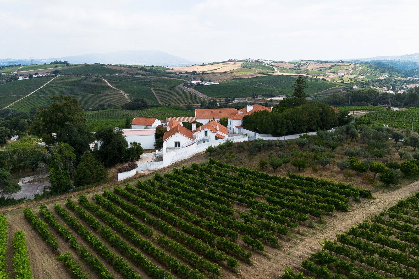Vineyards from above