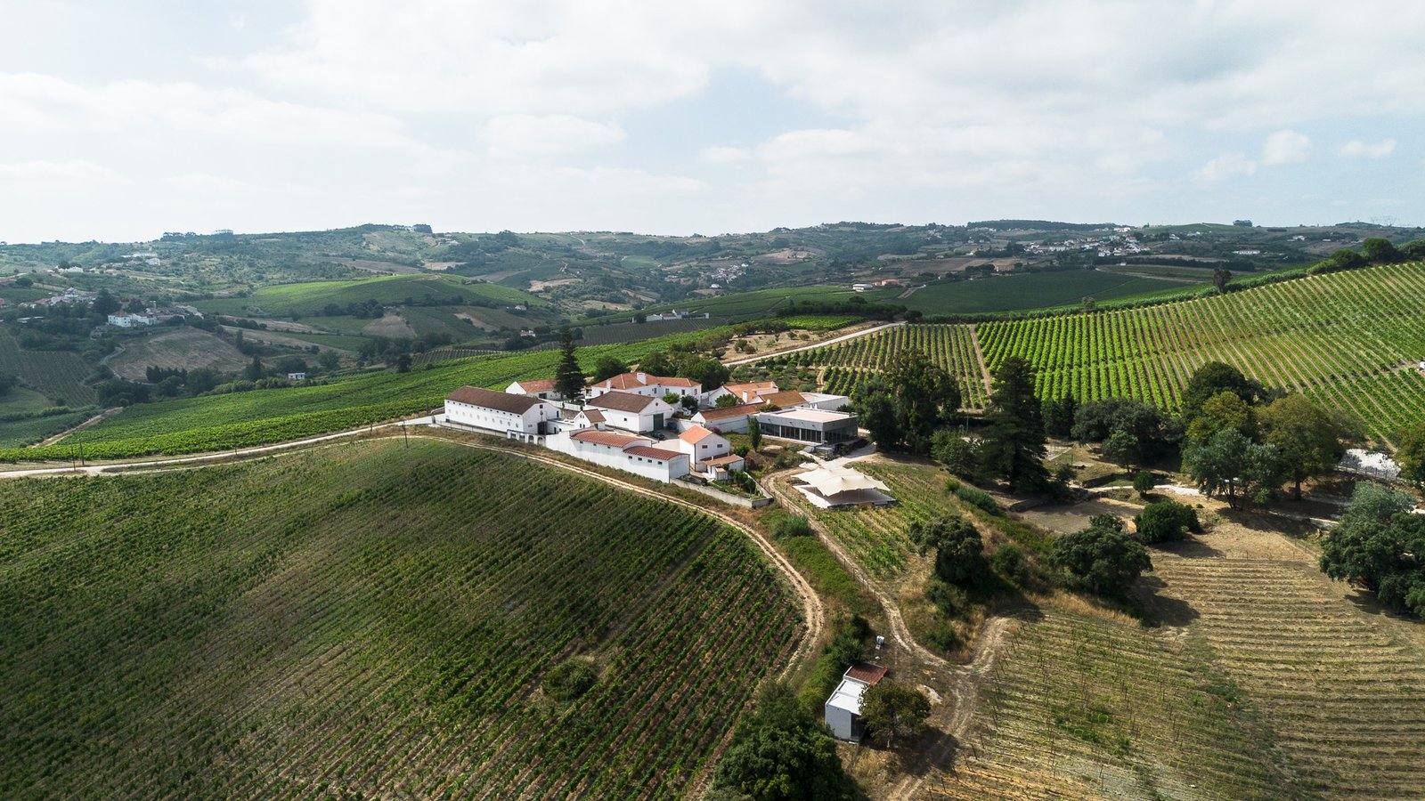 Vineyard hills